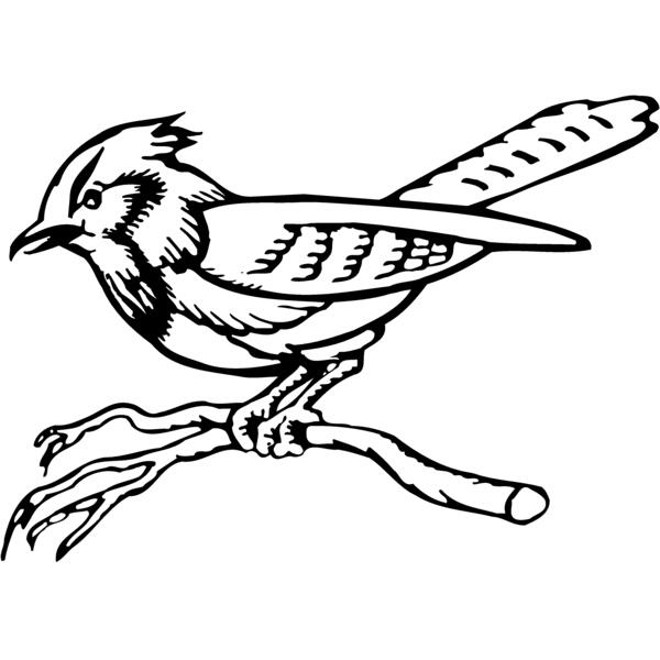 BIRD011 Thumbnail