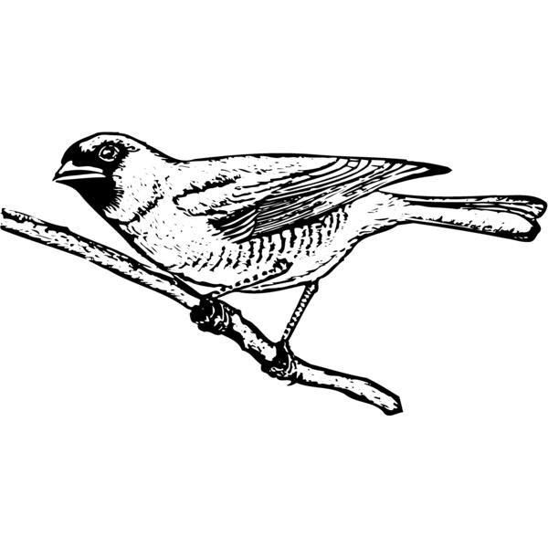 BIRD024 Thumbnail
