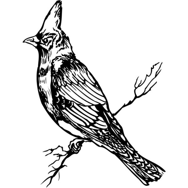 BIRD025 Thumbnail