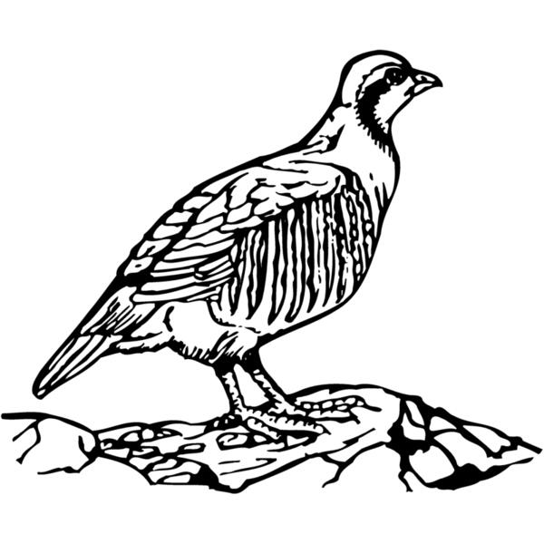 BIRD045 Thumbnail