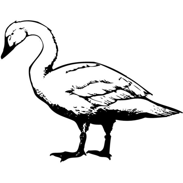 BIRD095 Thumbnail