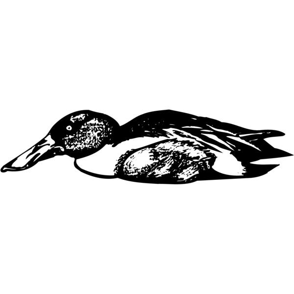 BIRD099 Thumbnail