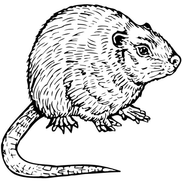 MOUSE002 Thumbnail