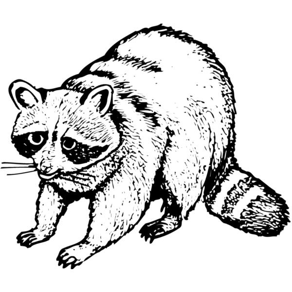 COON002 Thumbnail