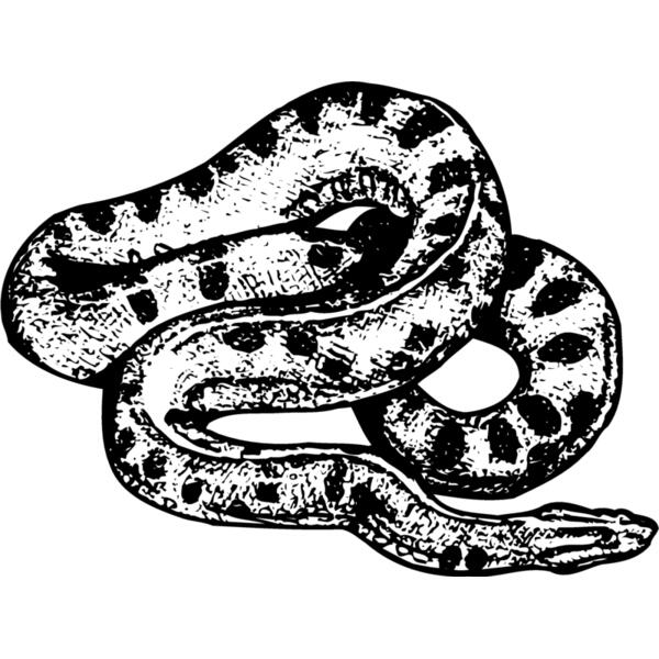SNAKE010 Thumbnail