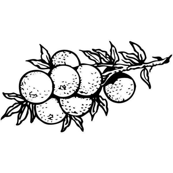 FRUIT035 Thumbnail