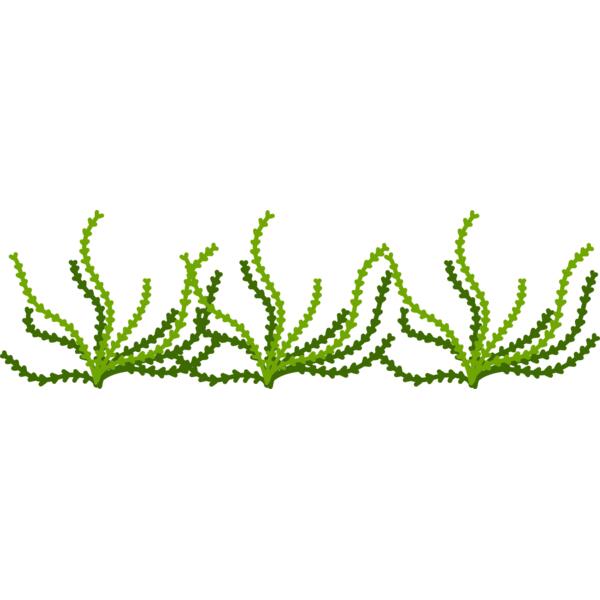 Sea Plant Thumbnail